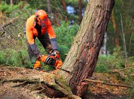 Pine Valley, CA Tree Removal and Landscaping Services Company